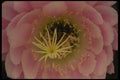 051010 Trichocereus Poco X Spachianus A4 Photo Print