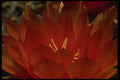 051011 Trichocereus Auricolor A4 Photo Print