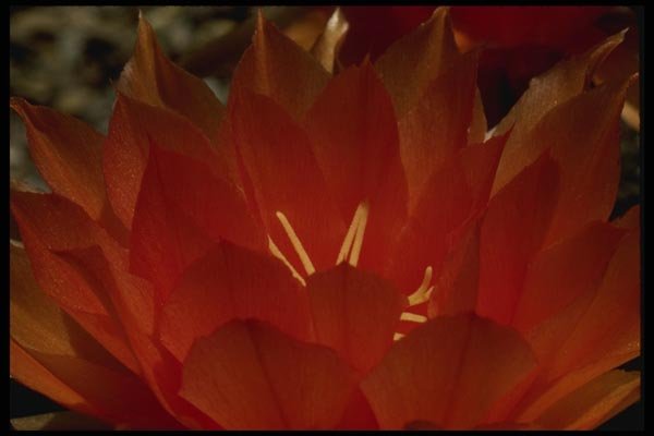 051011 Trichocereus Auricolor A4 Photo Print
