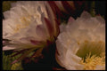 051012 Trichocereus Sp. A4 Photo Print