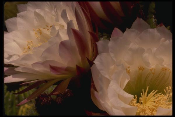 051012 Trichocereus Sp. A4 Photo Print