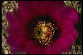 051013 Calico Hedgehog Cactus, Echinocereus Engelmanni A4 Photo Print