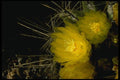 051014 Barrel Cactus, Ferocactus Acanthodes A4 Photo Print