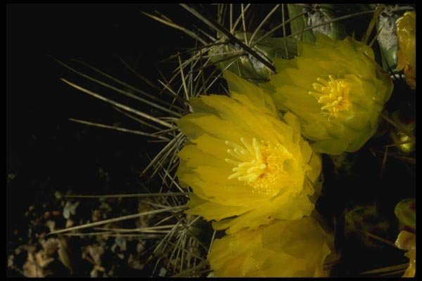 051014 Barrel Cactus, Ferocactus Acanthodes A4 Photo Print