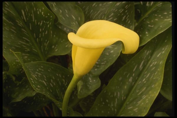 051015 Yellow Cala Lily A4 Photo Print