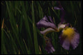 051016 Iris A4 Photo Print