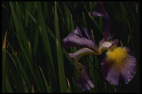 051016 Iris A4 Photo Print