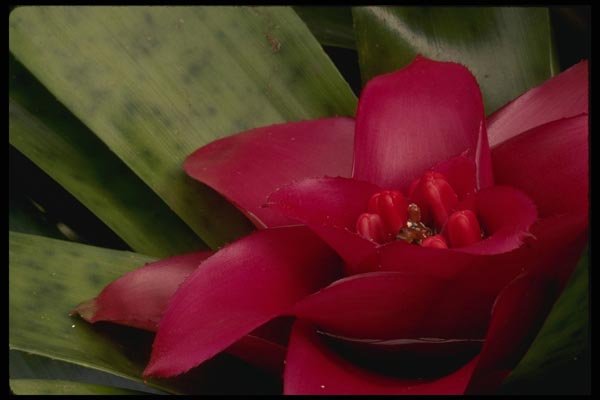 051017 Red Flower A4 Photo Print