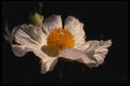 051018 Matilija Poppy, Romneya Coulteri A4 Photo Print