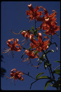 051019 Tiger Lily, Tigerium Sinensis A4 Photo Print