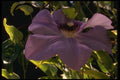 051020 Blue Flower A4 Photo Print