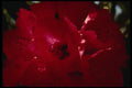 051021 Rhododendron A4 Photo Print