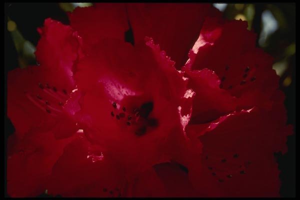 051021 Rhododendron A4 Photo Print