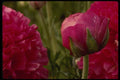 051022 Ranunculus Sp. A4 Photo Print