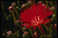 051023 Drosanthemum Speciosus A4 Photo Print