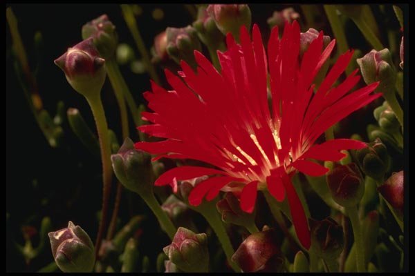 051023 Drosanthemum Speciosus A4 Photo Print