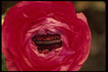 051024 Ranunculus Sp. A4 Photo Print