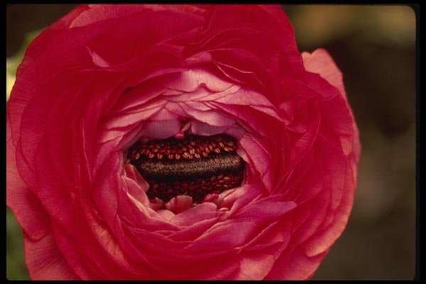 051024 Ranunculus Sp. A4 Photo Print