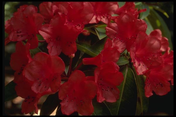 051025 Rhododendron A4 Photo Print