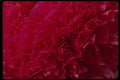 051026 Ranunculus, Double Cluster A4 Photo Print
