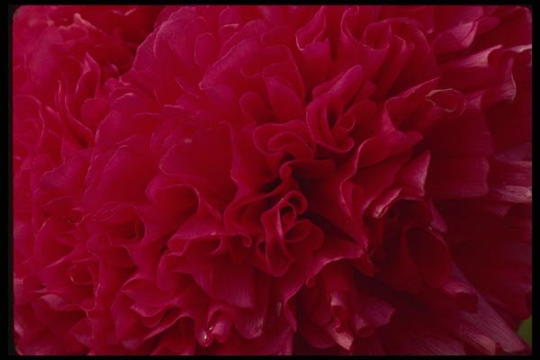 051026 Ranunculus, Double Cluster A4 Photo Print