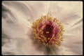 051027 Paeonia Suffruticosa A4 Photo Print