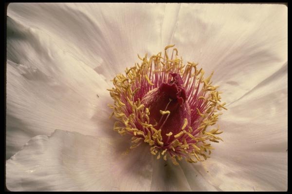 051027 Paeonia Suffruticosa A4 Photo Print
