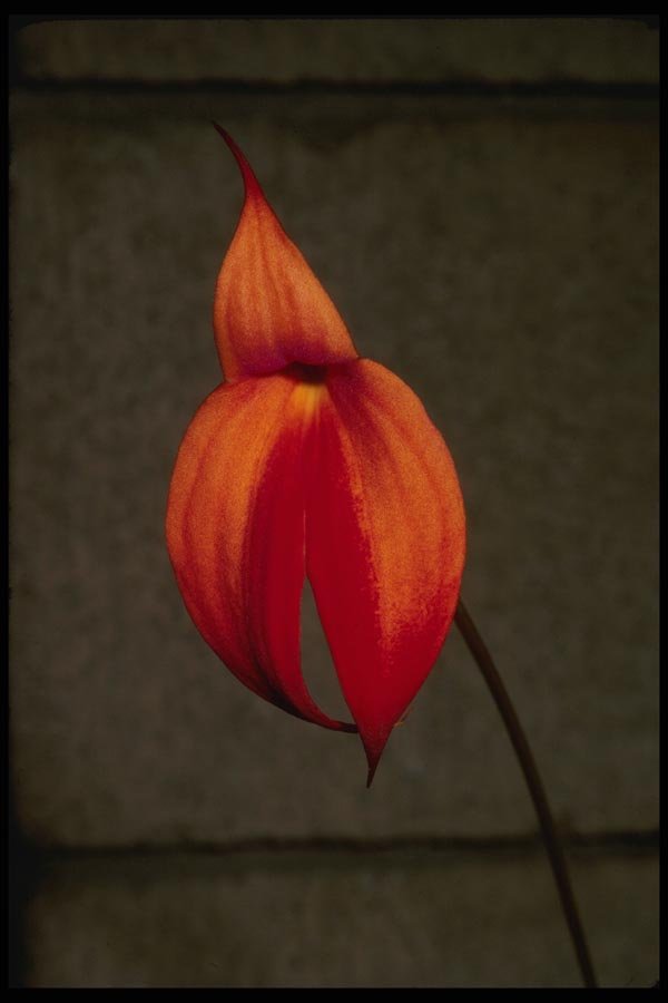 051028 Masdevallia Falcado A4 Photo Print