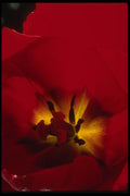 051029 Red Tulip A4 Photo Print