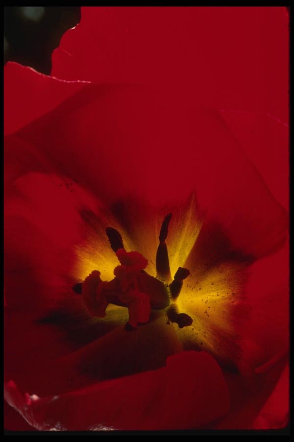 051029 Red Tulip A4 Photo Print