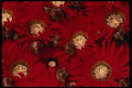 051030 Drosanthemum Speciosus A4 Photo Print
