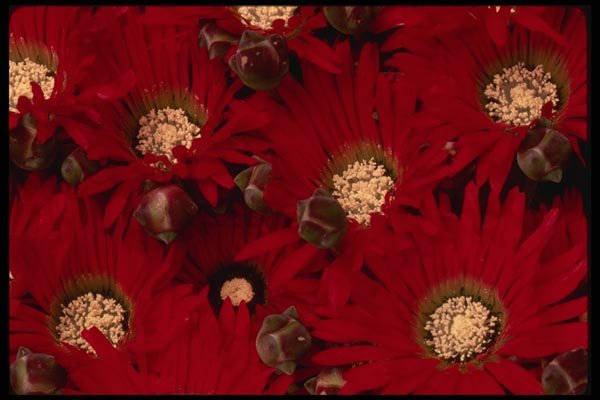 051030 Drosanthemum Speciosus A4 Photo Print
