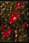 051031 Drosanthemum Speciosus A4 Photo Print