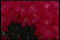 051033 Rhododendron (Horticultural Variety) A4 Photo Print