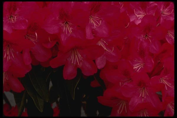 051033 Rhododendron (Horticultural Variety) A4 Photo Print