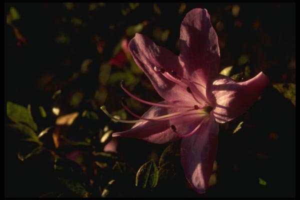 051035 Rhododendron (Horticultural Variety) A4 Photo Print