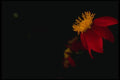 051036 Dahlia Coccinea A4 Photo Print