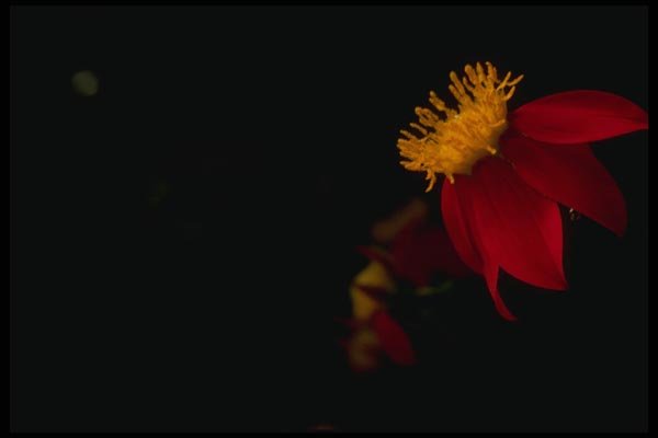 051036 Dahlia Coccinea A4 Photo Print