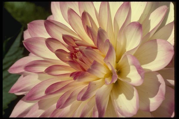 051037 Dahlia (Horticultural Variety) A4 Photo Print