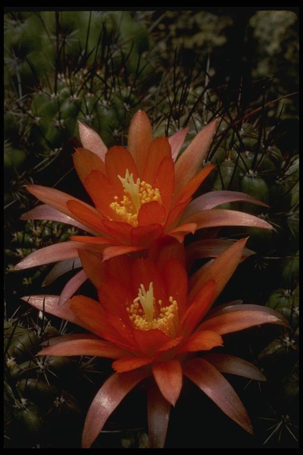 051038 Lobivia Caespitosa A4 Photo Print