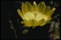 051039 Opuntia Dillenii A4 Photo Print