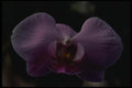 051040 Orchid, Phalaenopsis, Flor De Mato A4 Photo Print