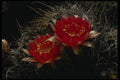 051041 Lobivia Breviflora A4 Photo Print