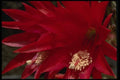 051043 Heliocereus Schrankii A4 Photo Print