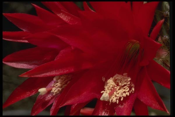 051043 Heliocereus Schrankii A4 Photo Print