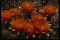 051044 Tricocereus Auricolor A4 Photo Print