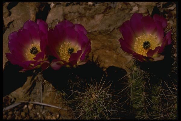 051045 Echinocereus Sp. A4 Photo Print