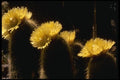 051046 Notocactus Leninghausii A4 Photo Print