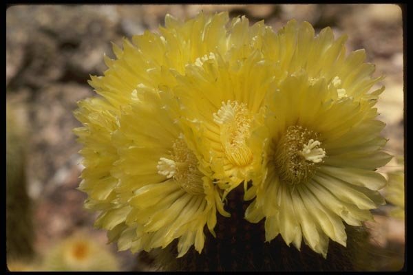 051047 Notocactus Leninghausii A4 Photo Print