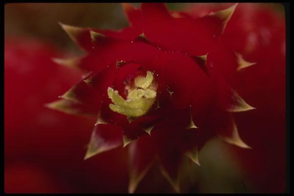 051048 Cleistocactus Jujuyensis A4 Photo Print
